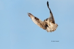 Birds-of-Prey;Breeding-Plumage;Flying-Bird;Osprey;Pandion-haliaetus;action;activ